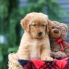 Image of Pumpkin, a Golden Retriever puppy