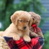 Image of Pumpkin, a Golden Retriever puppy