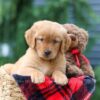 Image of Pumpkin, a Golden Retriever puppy