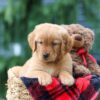 Image of Pumpkin, a Golden Retriever puppy