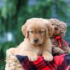 Image of Pumpkin, a Golden Retriever puppy