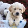 Image of Riley, a Golden Retriever puppy