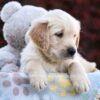 Image of Riley, a Golden Retriever puppy