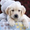 Image of Riley, a Golden Retriever puppy