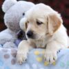 Image of Riley, a Golden Retriever puppy