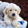 Image of Riley, a Golden Retriever puppy