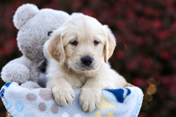 Image of Riley, a Golden Retriever puppy