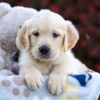 Image of Riley, a Golden Retriever puppy