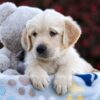 Image of Riley, a Golden Retriever puppy