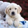 Image of Riley, a Golden Retriever puppy