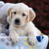 Image of Riley, a Golden Retriever puppy