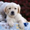 Image of Riley, a Golden Retriever puppy