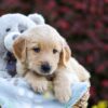 Image of Rusty, a Golden Retriever puppy