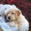 Image of Rusty, a Golden Retriever puppy