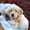 Image of Rusty, a Golden Retriever puppy