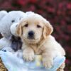 Image of Rusty, a Golden Retriever puppy