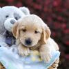 Image of Rusty, a Golden Retriever puppy