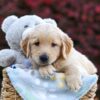 Image of Rusty, a Golden Retriever puppy