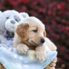 Image of Rusty, a Golden Retriever puppy