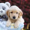 Image of Rusty, a Golden Retriever puppy