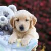 Image of Rusty, a Golden Retriever puppy