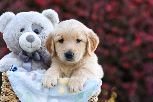 Image of Rusty, a Golden Retriever puppy