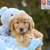 Image of Sabrina, a Golden Retriever puppy