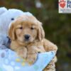 Image of Sabrina, a Golden Retriever puppy