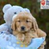 Image of Sabrina, a Golden Retriever puppy