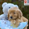 Image of Sabrina, a Golden Retriever puppy