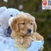 Image of Sabrina, a Golden Retriever puppy