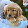 Image of Sabrina, a Golden Retriever puppy