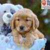 Image of Sabrina, a Golden Retriever puppy