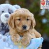 Image of Sabrina, a Golden Retriever puppy