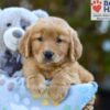 Image of Sabrina, a Golden Retriever puppy