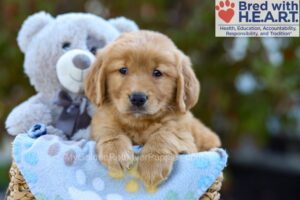 Image of Sabrina, a Golden Retriever puppy