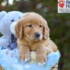 Image of Scarlett, a Golden Retriever puppy