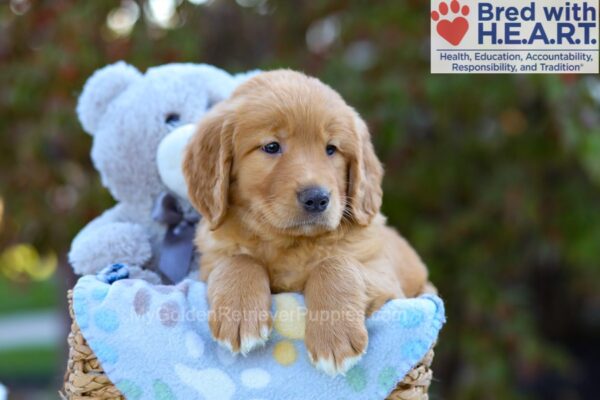 Image of Scarlett, a Golden Retriever puppy