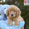 Image of Scarlett, a Golden Retriever puppy