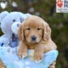 Image of Scarlett, a Golden Retriever puppy