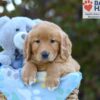 Image of Scarlett, a Golden Retriever puppy