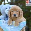 Image of Scarlett, a Golden Retriever puppy