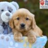 Image of Serena, a Golden Retriever puppy