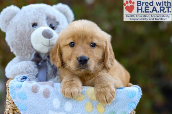 Image of Serena, a Golden Retriever puppy