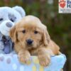 Image of Serena, a Golden Retriever puppy