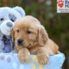 Image of Serena, a Golden Retriever puppy