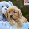 Image of Serena, a Golden Retriever puppy