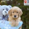 Image of Simba, a Golden Retriever puppy