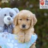 Image of Simba, a Golden Retriever puppy