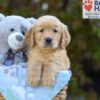 Image of Simba, a Golden Retriever puppy